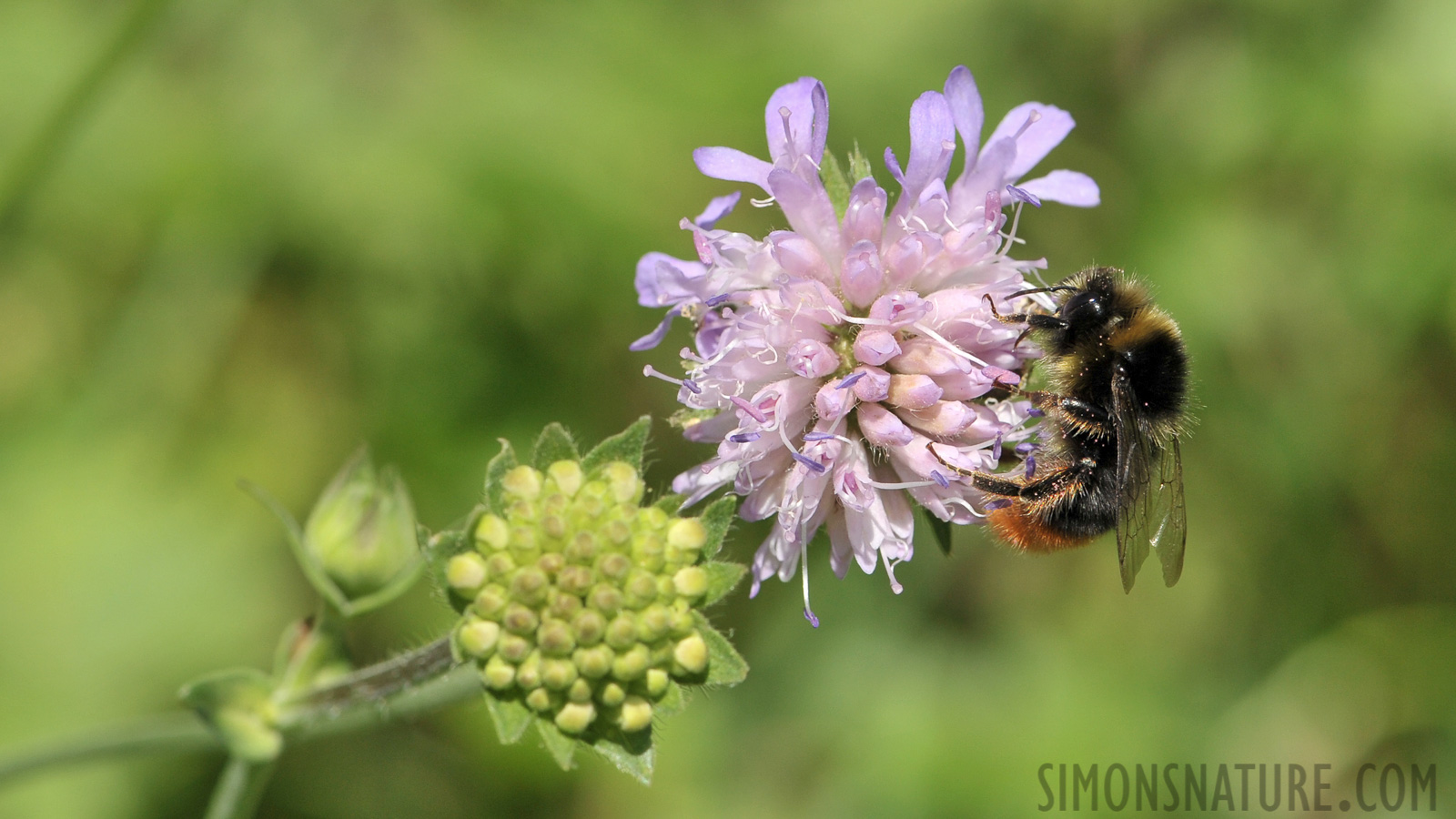 Bombus wurflenii [105 mm, 1/640 sec at f / 11, ISO 400]